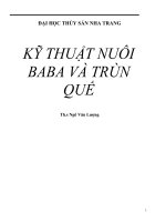 KỸ THUẬT NUÔI  BABA VÀ GIUN QUẾ