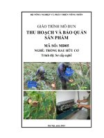 Giáo trình thu hoạch và bảo quản sản phẩm   mđ05  trồng rau hữu cơ