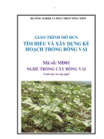 Giáo trình tìm hiểu và xây dựng kế hoạch trồng bông vải   mđ01  trồng cây bông vải
