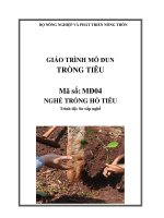Giáo trình trồng tiêu   mđ04  trồng hồ tiêu