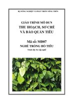 Giáo trình thu hoạch, sơ chế và bảo quản tiêu   mđ07  trồng hồ tiêu