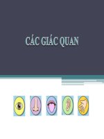 GIẢI PHẪU SINH LÝ CƠ QUAN CẢM GIÁC ĐH Y DƯỢC TPHCM