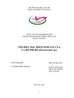 Tìm hiểu đặc điểm sinh sản của cá rô phi đỏ (oreochromis sp ) 