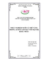 Thực nghiệm nuôi cá trê vàng trong ao đất lót bạt với mật độ khác nhau 