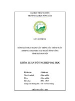 Đánh giá thực trạng gây trồng cây Chùm ngây tại Thị xã Sông Công Tỉnh Thái Nguyên