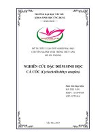 Nghiên cứu đặc điểm sinh học cá cóc (cyclocheilichthys enoplos) 