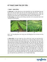 Ky thuat canh tac cay tieu