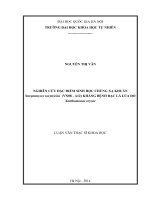 NGHIÊN CỨU ĐẶC ĐIỂM SINH HỌC CHỦNG XẠ KHUẨN  Streptomyces toxytricini  (VN08 - A12) KHÁNG BỆNH BẠC LÁ LÚA DO Xanthomonas oryzae