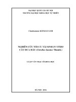Nghiên cứu tối ưu tái sinh in vitro cây dưa hấu (citrullus lanatus thumb) 