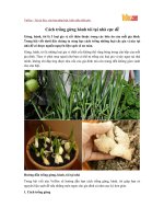 Cách trồng gừng hành tỏi tại nhà cực dễ