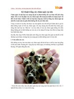 Kỹ thuật trồng cây chùm ngây tại nhà