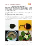 Cách trồng hoa sen tại nhà cực dễ