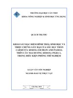 khảo sát đặc điểm hình thái, sinh học và triệu chứng gây hại của sâu đục thân carmenta mimosa eichlin and passoa trên cây mai dương mimosa pigra l  trong điều kiện phòng thí nghiệm 
