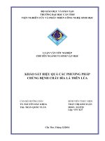 khảo sát hiệu quả các phương pháp chủng bệnh cháy bìa lá trên lúa 