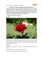 7 loại hoa nên tặng và không nên tặng trong ngày 8-3