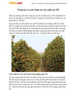 Cách trồng lại và chăm sóc quất sau Tết