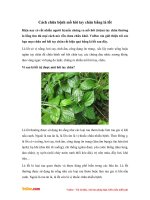 Cách chữa ra mồ hôi tay chân đơn giản bằng lá lốt