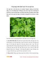 Công dụng chữa bệnh của cây ngải cứu