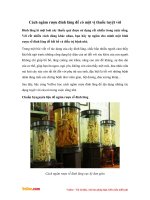 Cách ngâm rượu đinh lăng chữa bệnh tại nhà cực đơn giản