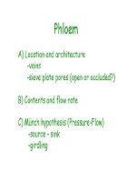 BAI GIANG CAU TAO MACH CUA THUC VAT (Phloem)