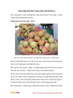 Cách nhận biết đào Trung Quốc đội lốt đào ta