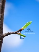 Báo cáo thường niên năm 2009 - Công ty Cổ phần Nhựa Bình Minh