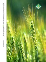 Báo cáo thường niên năm 2013 - Công ty Cổ phần Lương thực Thực phẩm Vĩnh Long