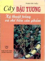 Cây đậu tương (kỹ thuật trồng và chế biến sản phẩm)