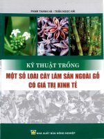 Kỹ thuật trồng một số loài cây lâm sản ngoài gỗ có giá trị kinh tế