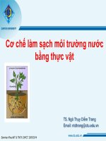 Cơ chế làm sạch môi trường nước bằng thực vật
