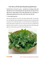 Cách chữa sẹo lồi đơn giản bằng phương pháp dân gian