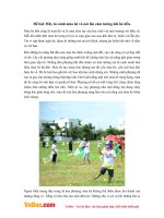 Văn mẫu lớp 5: Hãy tả cảnh mùa hè và nói lên cảm tưởng khi hè đến