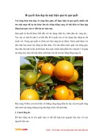 Bí quyết làm đẹp da mặt hiệu quả từ quả quất