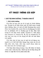 KỸ THUẬT TRỒNG các LOẠI RAU SẠCH ăn lá