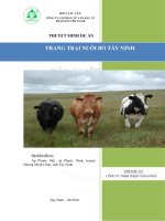 Dự án trang trại nuôi bò tây ninh 