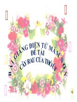 Bài giảng điện tử mầm non lớp Chồi đề tài Cây rau của Thỏ út