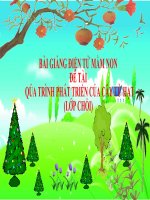 Bài giảng điện tử mầm non lớp Chồi đề tài Quá trình phát triển của cây từ hạt