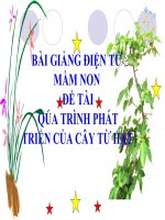 Bài giảng điện tử mầm non lớp Chồi đề tài Quá trình phát triển của cây từ hạt