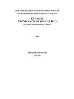 Quy trình trồng và chăm sóc cây đào