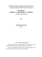 Quy trình trồng và chăm sóc cây hồng