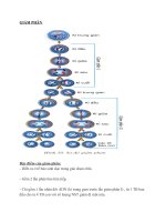 Các kì của quá trình GIẢM PHÂN