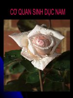 Cơ quan sinh dục nam