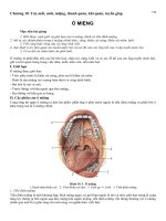 Chương 10  tai, mắt, mũi, miệng, thanh quản, khí quản, tuyến giáp giải phẫu học, đại học y dược huế