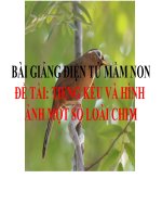 Bài giảng điện tử mầm non Lớp nhà trẻ đề tài Tiếng kêu và hình ảnh một số loài chim