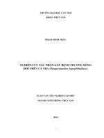 nghiên cứu vi nấm và cách điều trị bệnh nấm trên cá