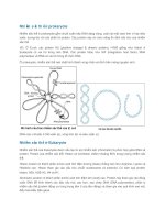 Nhiễm sắc thể ở prokaryote