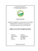 Nghiên cứu ảnh hưởng của một số yếu tố nội tại đến sự hình thành cây hom ngâu aglaia duperreana tại trường đại học nông lâm thái nguyên 