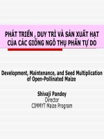Bài thuyết trình phát triển, duy trì và sản xuất hạt của các giống ngô thụ phấn tự do