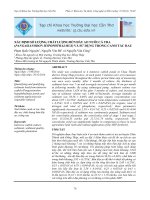 XÁC ĐỊNH SỐ LƯỢNG, CHẤT LƯỢNG BÙN ĐÁY AO NUÔI CÁ TRA (PANGASIANODON HYPOPHTHALMUS) VÀ SỬ DỤNG TRONG CANH TÁC RAU