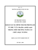 khảo sát sự hình thành protease và mk7 của bacillus subtilis natto trong môi trường nuôi cấy chứa đậu tương